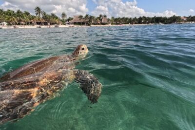Private Snorkeling with Sea Turtles in Akumal Beach - The Official CONANP Turtle Circuit: 1 km, About 50 Minutes, Real Turtle Time
