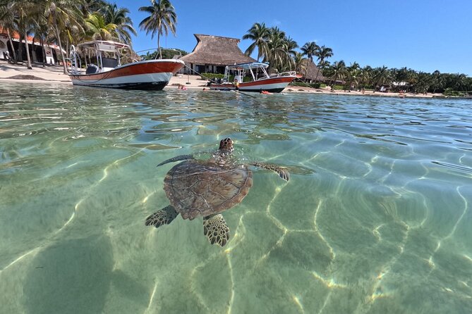 Private Snorkeling with Sea Turtles in Akumal Beach - Sea Turtle Watching Tips: Crowds, Silt, and Why Timing Helps
