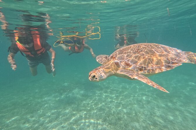 Private Snorkeling with Sea Turtles in Akumal Beach - What Else You Might See Besides Turtles