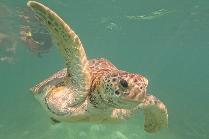 Private Snorkeling with Sea Turtles in Akumal Beach - Safety and Comfort in Open Ocean Conditions
