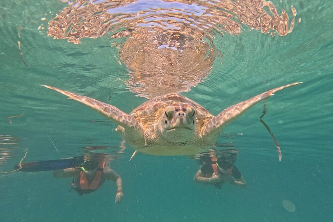 Private Snorkeling with Sea Turtles in Akumal Beach - Gear, Lockers, Showers, and the Photo/Video Add-Ons