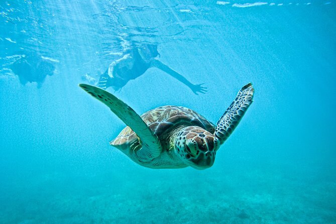 "Private snorkeling with turtles in Akumal + Photos included" - Key things to know before you go
