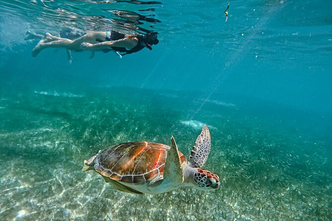 "Private snorkeling with turtles in Akumal + Photos included" - In the water with sea turtles: what the snorkeling experience is like