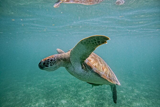 "Private snorkeling with turtles in Akumal + Photos included" - Private tour value: why this beats big-group snorkeling