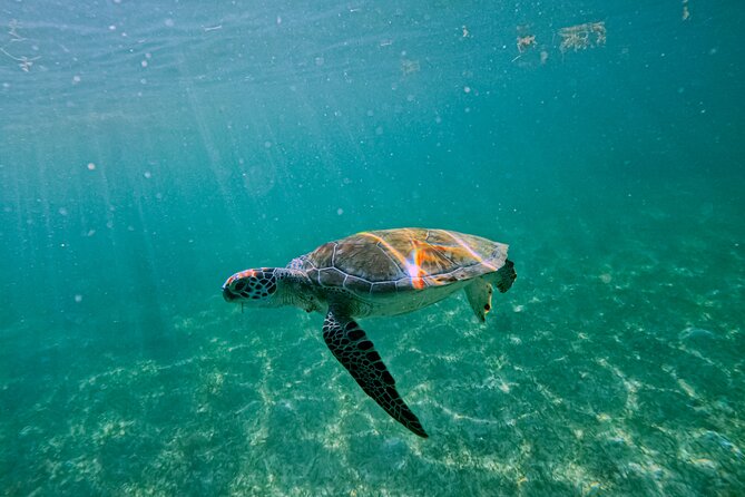 "Private snorkeling with turtles in Akumal + Photos included" - Who this private turtle snorkeling works best for