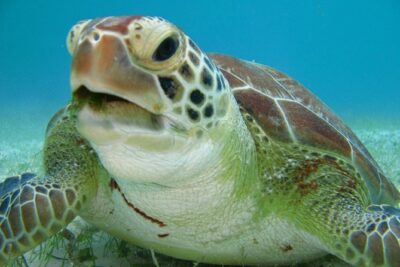 Private swiming with Turtles in Akumal - What actually happens during the snorkeling (about one hour)