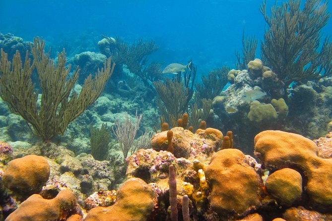 Private swiming with Turtles in Akumal - The guides: why names keep coming up