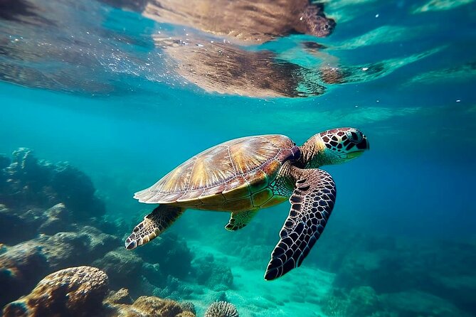 Private Tour Tulum Tortugas Cenote Beach All Inclusive - Quick highlights you’ll feel