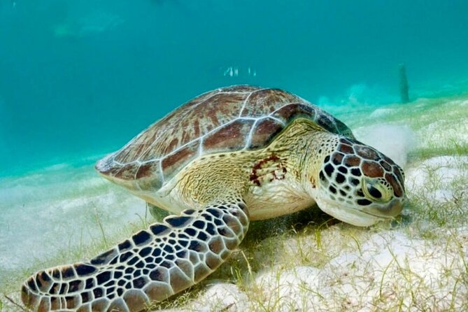 Private Tour Tulum Tortugas Cenote Beach All Inclusive - Pickup timing and how to plan your morning
