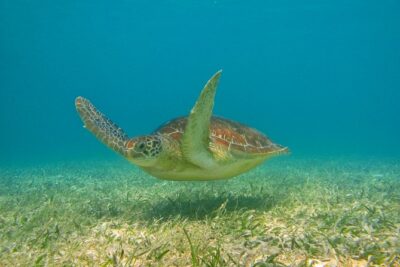 Private Tulum Ruins & Akumal Turtle Adventure - Akumal turtle snorkeling: how you’ll actually experience the water