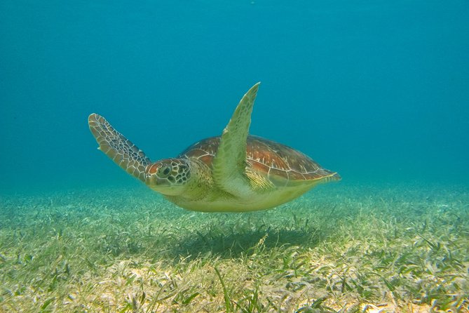 Private Tulum Ruins & Akumal Turtle Adventure - Akumal turtle snorkeling: how you’ll actually experience the water