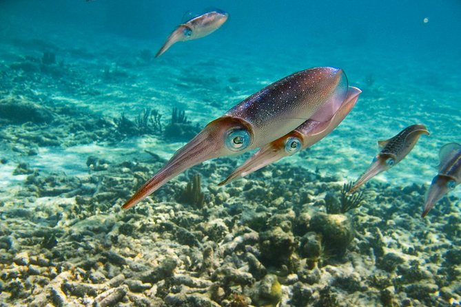 Private Tulum Ruins, Turtles in Akumal and Cenote Adventure - Lunch, snorkeling gear, and the small comforts you’ll notice