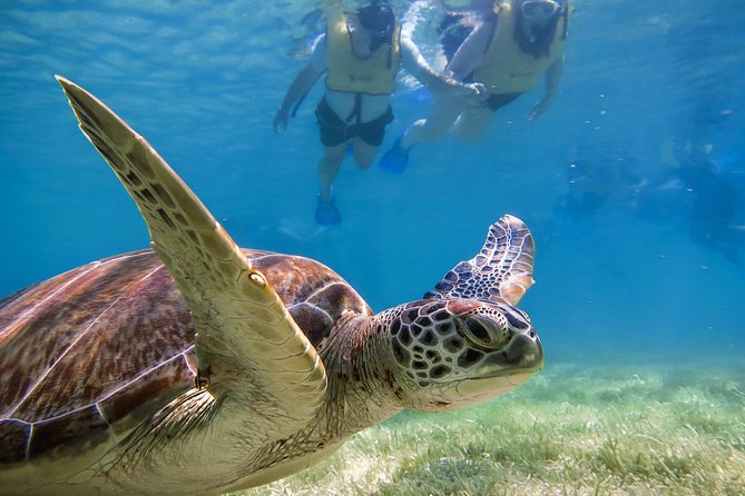 Private Turtle Snorkel Adventure in Akumal - Akumal Turtle Bay, but make it private