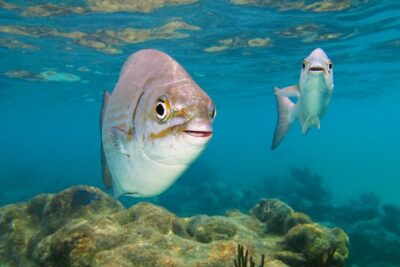 Private Turtle Snorkel Adventure in Akumal - The Akumal Beach morning plan: timing is everything