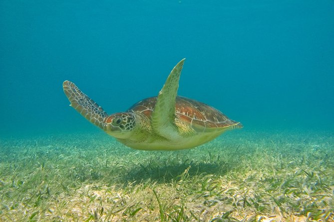 Private Turtle Snorkel Adventure in Akumal - Gear, safety, and fitness: what moderate really means