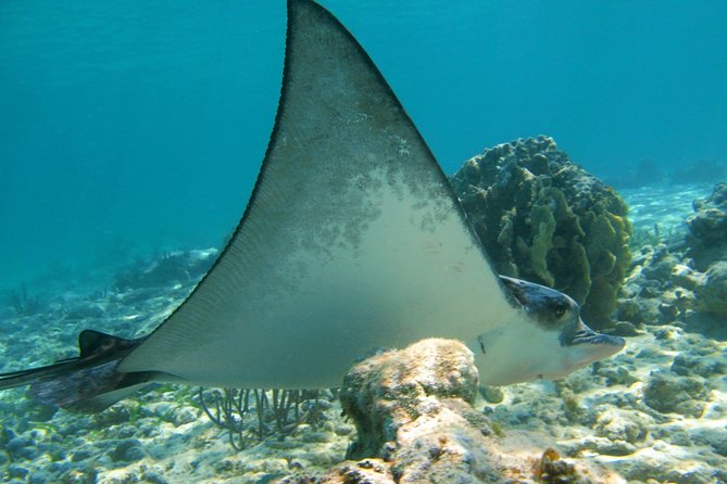 Private Turtle Snorkel Adventure in Akumal - Price and value: what $295 covers, and what to add