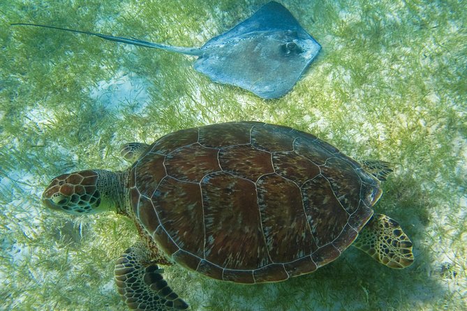 Private Turtle Snorkel Adventure in Akumal - Who should book this private turtle snorkel
