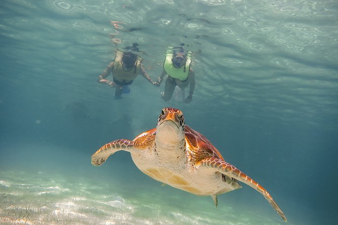 Private Turtles & Cenotes Adventure - Why this private Turtle Bay + cenote combo works in 5 hours