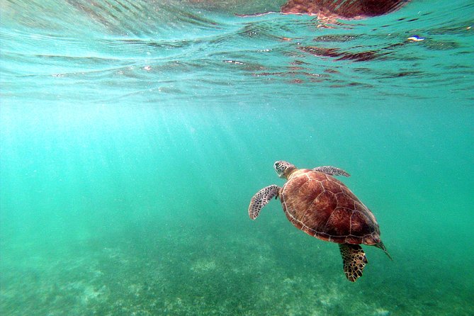 Private Turtles & Cenotes Adventure - Who should book this tour (and who might skip it)