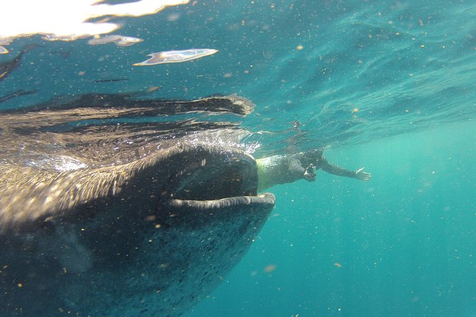 Private Whale Shark All Inclusive Experience - Swimming with whale sharks: safety rules that actually matter