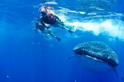 Private Whale Shark All Inclusive Experience - From dock to whale shark area: what the 6-hour flow really feels like