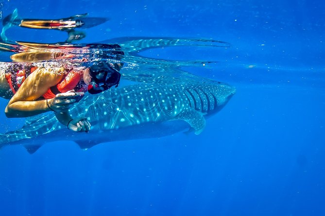 Private Whale Shark All Inclusive Experience - Snorkeling the Mayan Coral Reef near Isla Mujeres