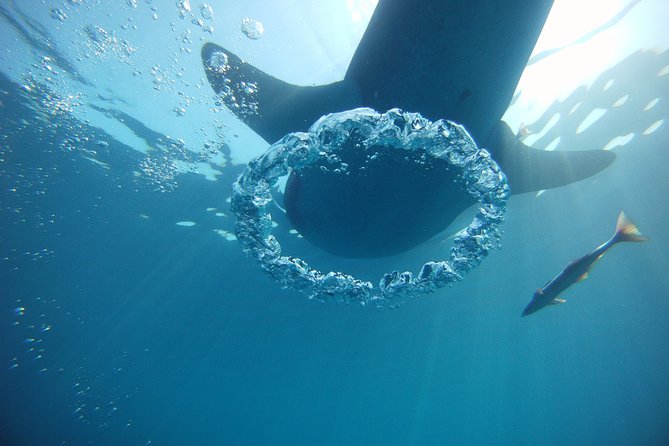 Private Whale Shark All Inclusive Experience - Price and value: is $1,095 per person “worth it”?