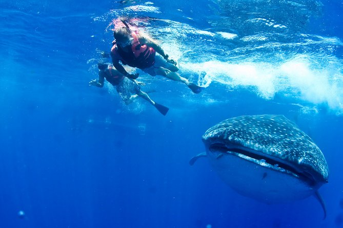 Private Whale Shark All Inclusive Experience - From dock to whale shark area: what the 6-hour flow really feels like