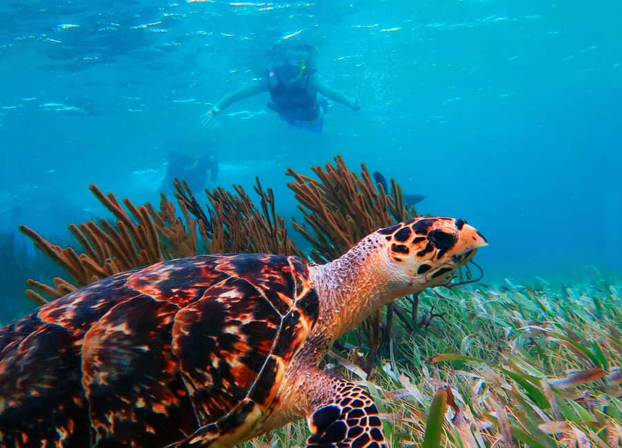 Puerto Morelos: National Reef Park Snorkeling & Beach Lunch - Puerto Morelos snorkeling: why this reef beats a try-anywhere day