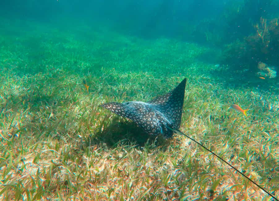Puerto Morelos: National Reef Park Snorkeling & Beach Lunch - The reef hour: what snorkeling here feels like