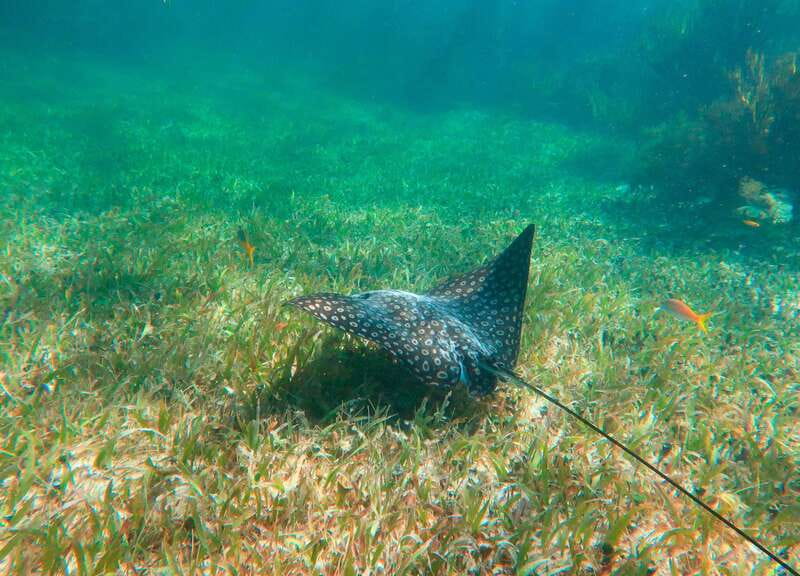 Puerto Morelos: National Reef Park Snorkeling & Beach Lunch - Guides make the difference: safety, pace, and calm coaching