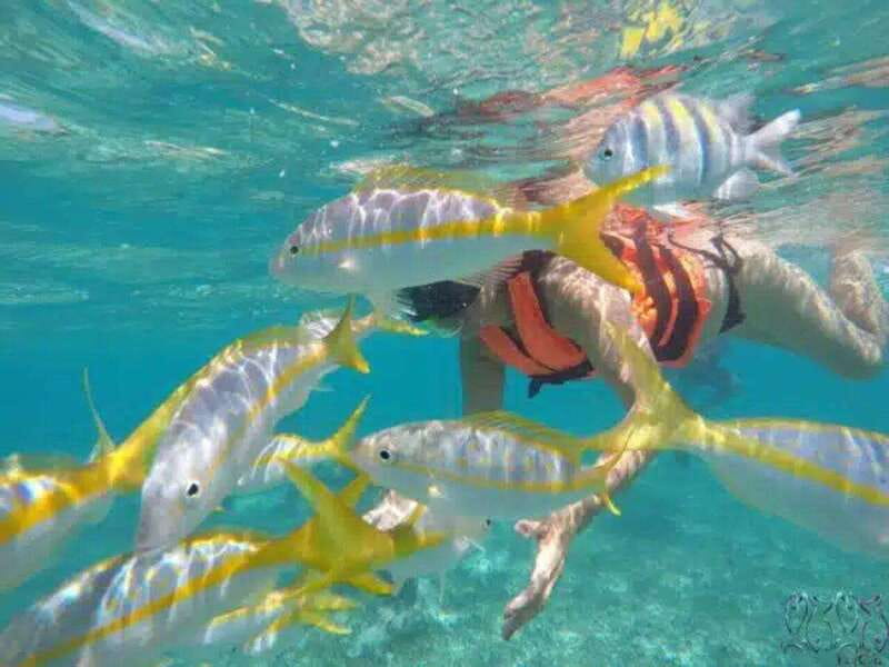 Puerto Morelos: Snorkeling at The National Reef Park - Your two snorkeling spots: how to make the most of both