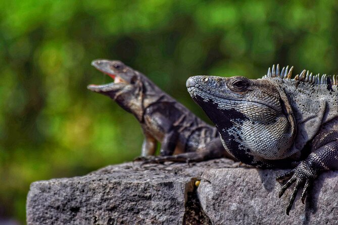 Ruins of Tulum Expres Half Day Private Tour - What the Admission Covers (and the Fee That Costs Extra)