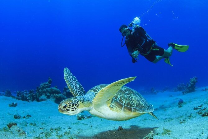 Scuba Referral Dives & Beach Club with Transportation In Riviera Maya - Key Points to Know Before You Go