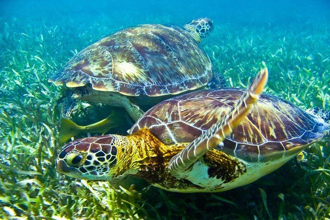 Sea turtle and cenotes half day Snorkeling Tour from Riviera Maya - Tulum Beach Snorkeling With Sea Turtles and the Ruins View
