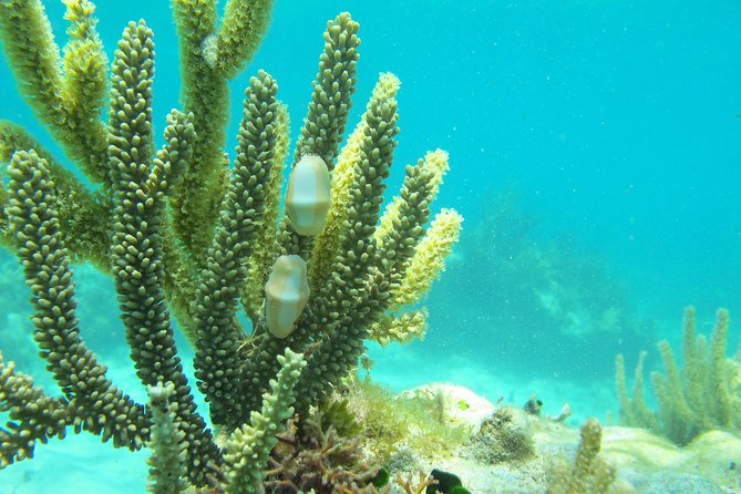 Sea turtle and cenotes half day Snorkeling Tour from Riviera Maya - Timing and Transit: Why 4 to 5 Hours Can Feel Longer