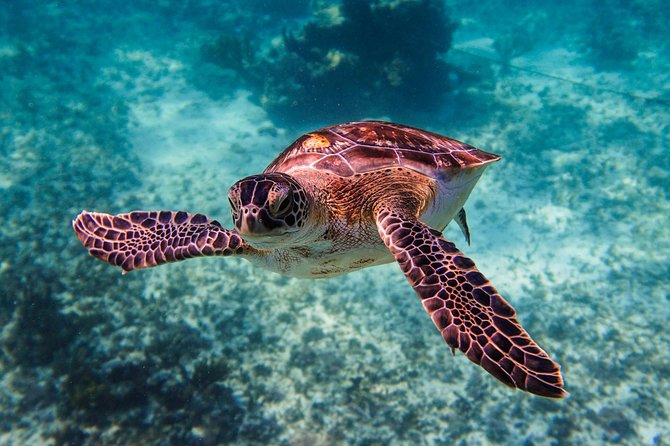 Sea turtle and cenotes half day Snorkeling Tour from Riviera Maya - The Guides Make the Tour: Gonzo, Flavio, Eugene, Ernesto, and More