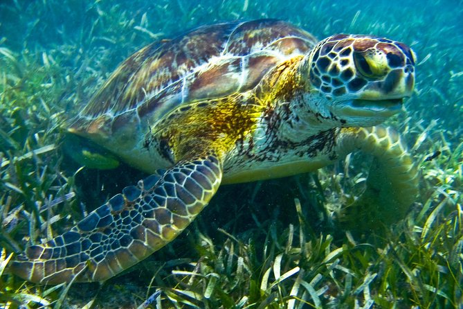 Sea turtle and cenotes half day Snorkeling Tour from Riviera Maya - What’s Included vs. What to Bring (So You Stay Comfortable)