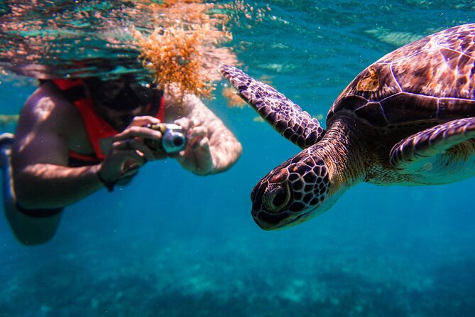 Sea turtle and cenotes half day Snorkeling Tour from Riviera Maya - Chikin Ha Cenotes: Snorkel Swims and an Underground Walk
