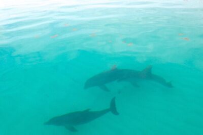 Sian Ka'an Boat Experience from Riviera Maya to Tulum - Wildlife Watching That Doesn’t Feel Like a Checklist
