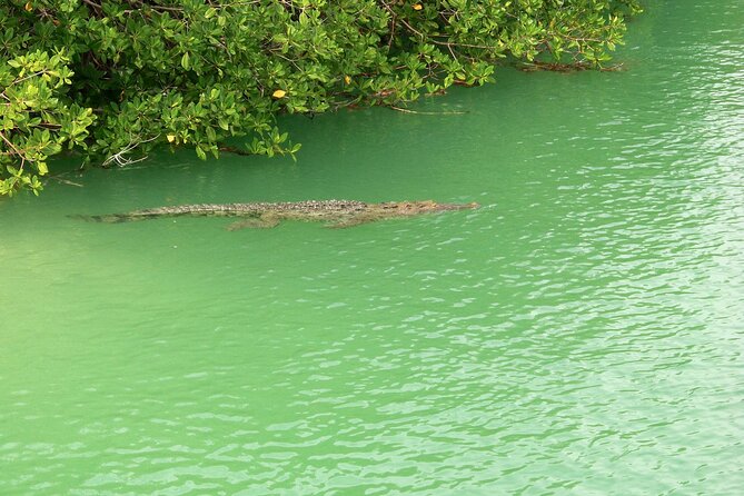 Sian Ka'an Boat Experience from Riviera Maya to Tulum - Stop 1: Sián Ka’an and the Mangrove Ecosystem Lesson