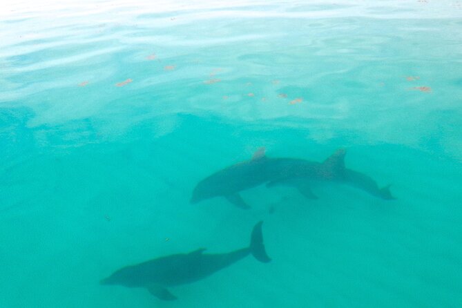 Sian Ka'an Boat Experience from Riviera Maya to Tulum - Wildlife Watching That Doesn’t Feel Like a Checklist