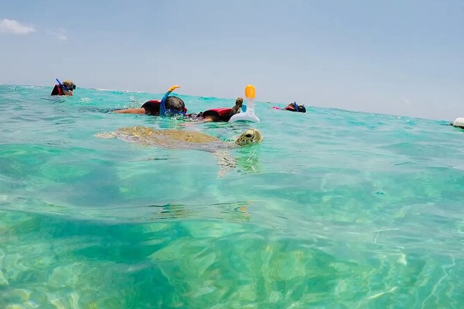 Swim with akumal turtles - The 75-Minute Flow: From Beach Entry to Coral Barrier