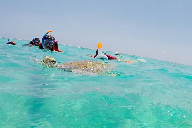 Swim with akumal turtles - What the Guide Really Does (Besides Pointing and Smiling)