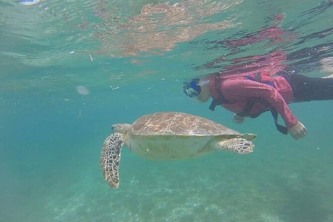 Swim with akumal turtles - Spotting Wildlife Without Stress: What You Might See