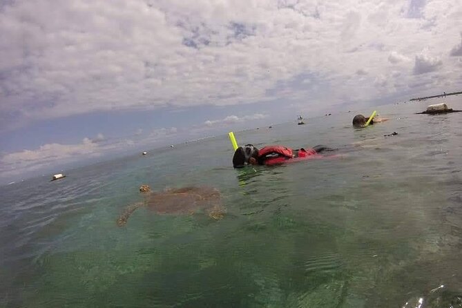 Swim with akumal turtles - Gear, Bathrooms, and the Part Nobody Talks About