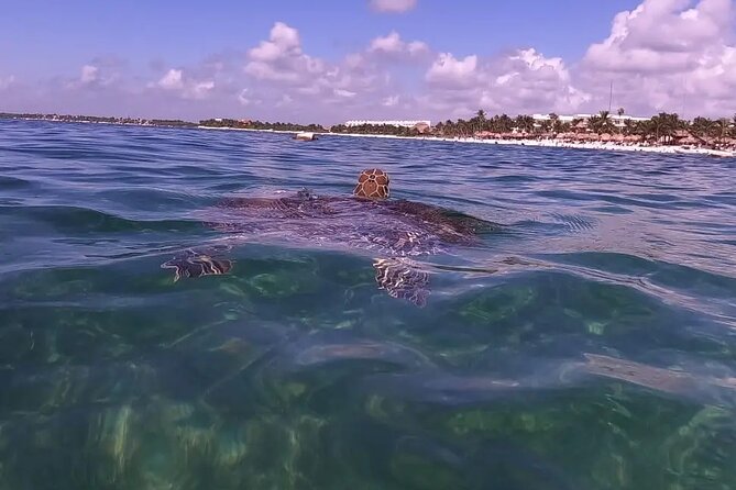 Swim with akumal turtles - What to Bring: Simple Stuff That Helps You Stay Turtle-Friendly