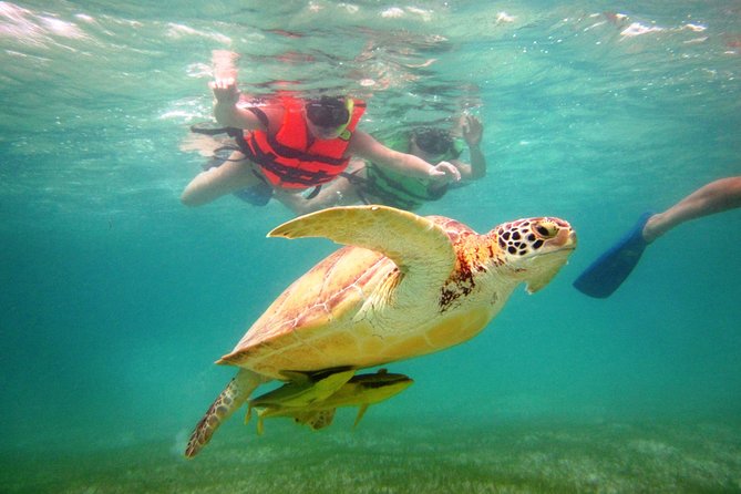Swim with sea turtles - Swim With Sea Turtles at Akumal Beach: The Real Hook