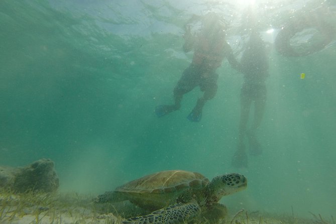 Swim with sea turtles - Where You Meet (Akumal) and How to Show Up Ready