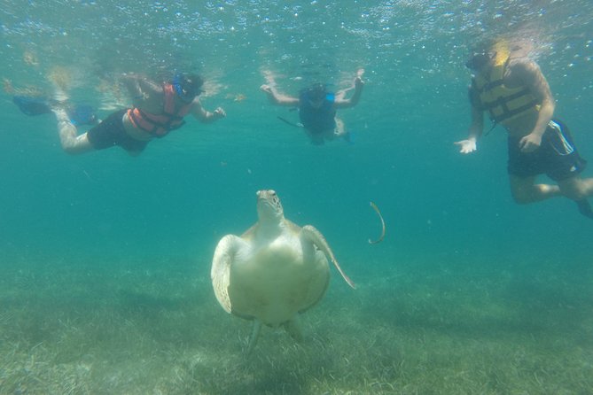 Swim with sea turtles - What If You’re a Beginner or Just Want an Easy Swim?